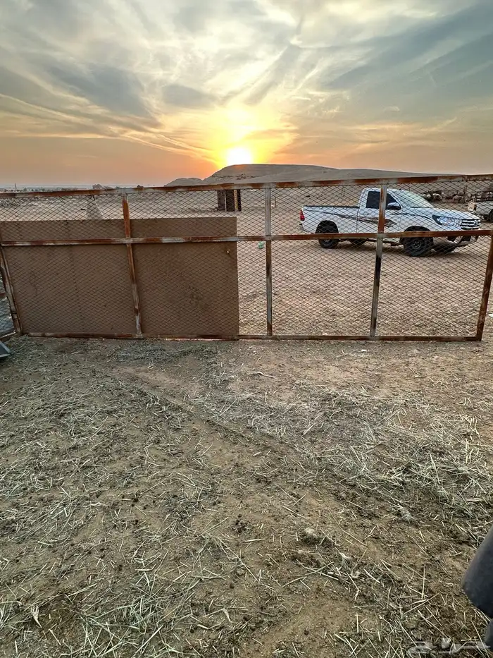 شبوك ودرف للاغنام 1