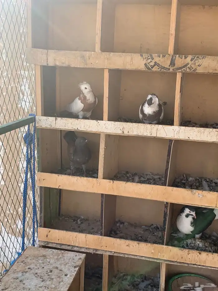 طيور للبيع 12