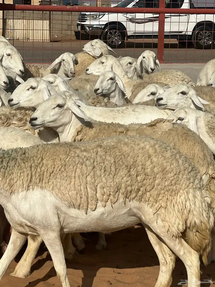 حريات صنف الصنف مراح متعوب عليه 25