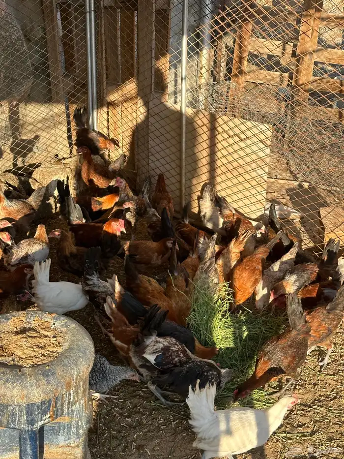 دجاج بلدي العمر 4 شهور الصحه شرط 0
