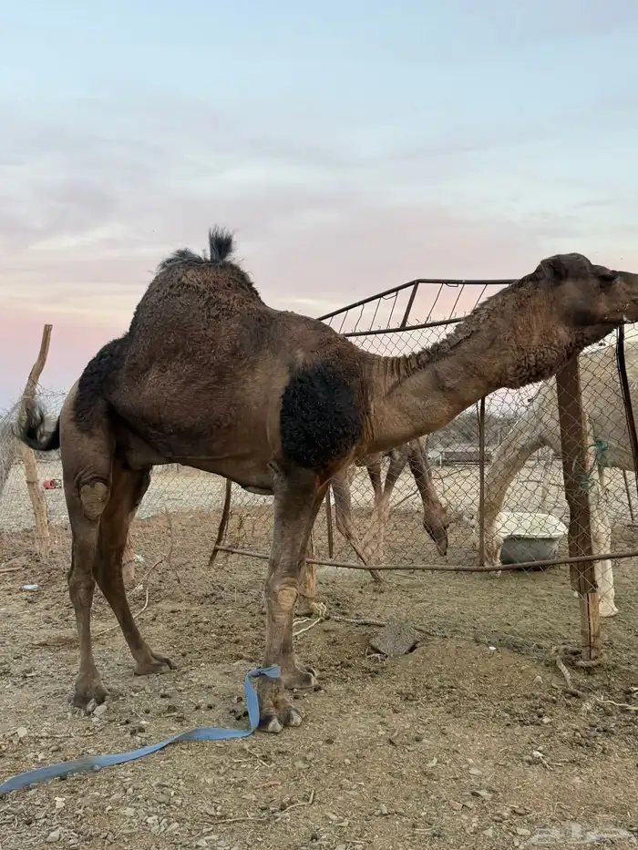 للبيع بعير حمر جرم كايف ضراب وعشار 12