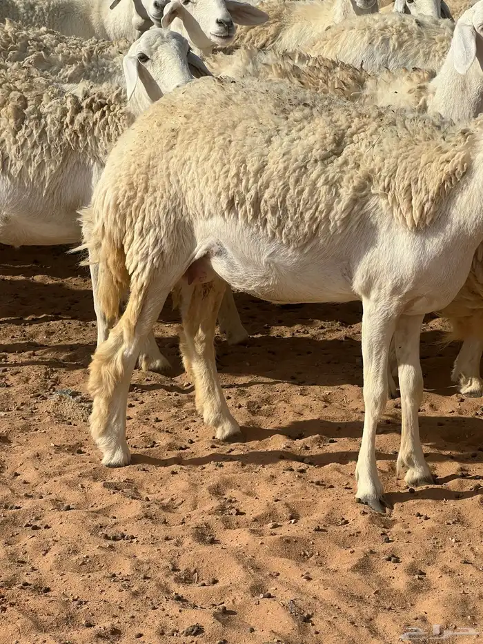 حريات صنف الصنف مراح متعوب عليه 47