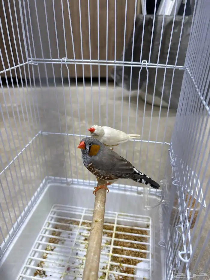 استقبال طيور واهتمام فيهم 2