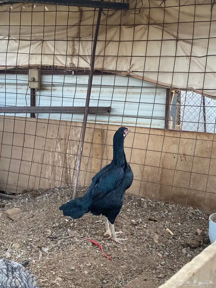 دجاج باكستاني 1