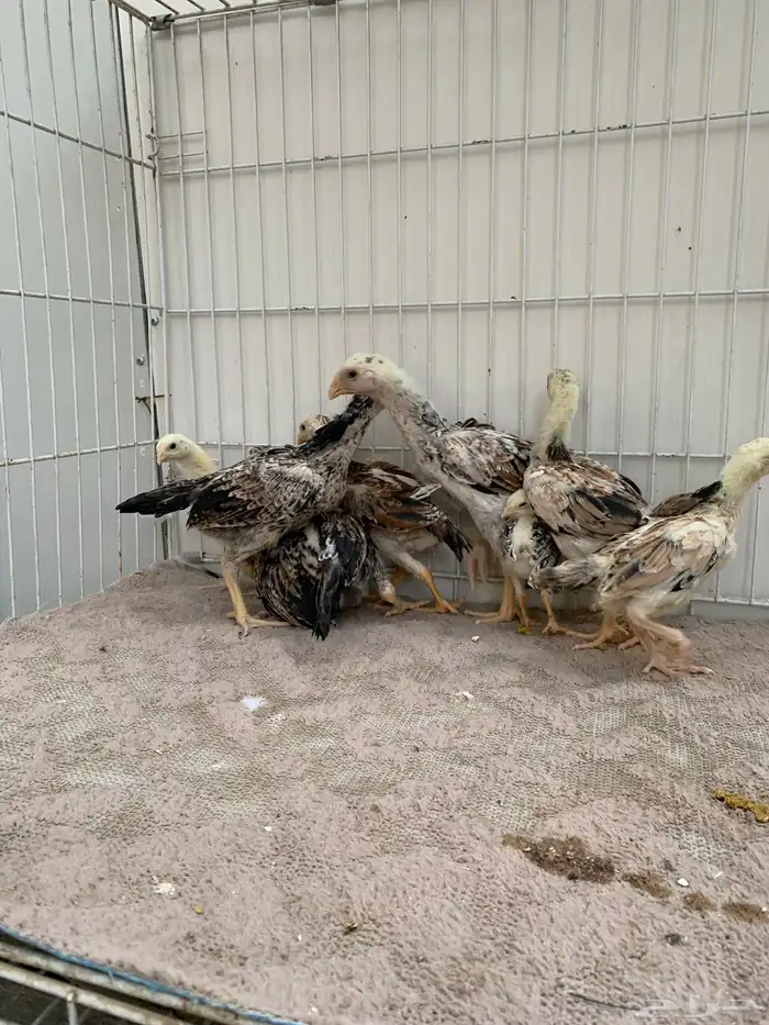 للبيع دجاج شامو ياباني فاخر 5