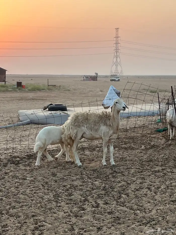 2 ولد رخل ثنية ونعجه 1