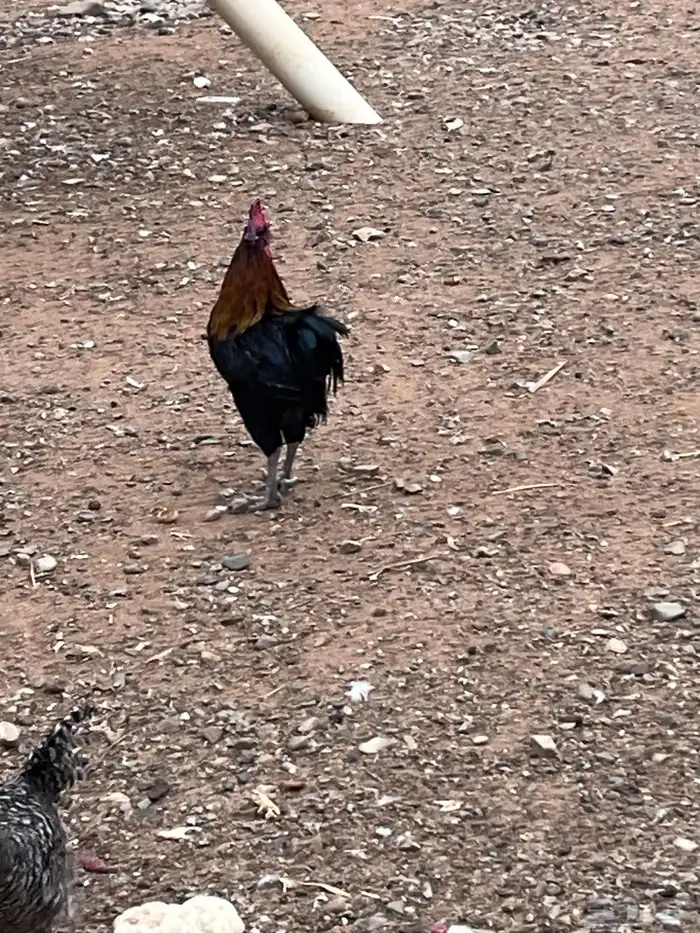 ديوك بلدي وديك رومي 7