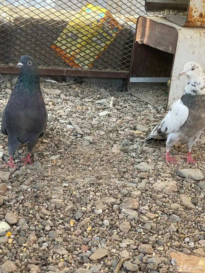 سلام عليكم زوجين حمام للبيع 3