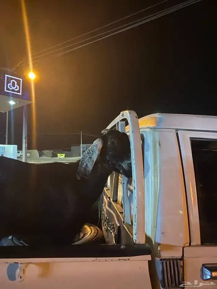 للبيع عند سديس مضرع 0