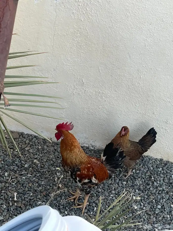 ديك بلدي نضيف يضرب مشاءالله تبارك الله اصيل 1