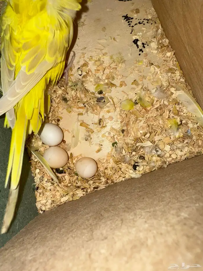 زوج هوقو لاسوينج و لاتينو معاه 3 بيضات 0