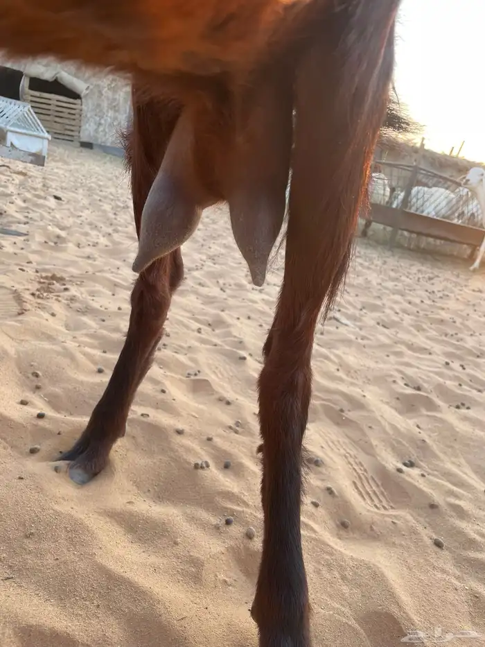 للبيع عنز متبع بطلي ورخل 2