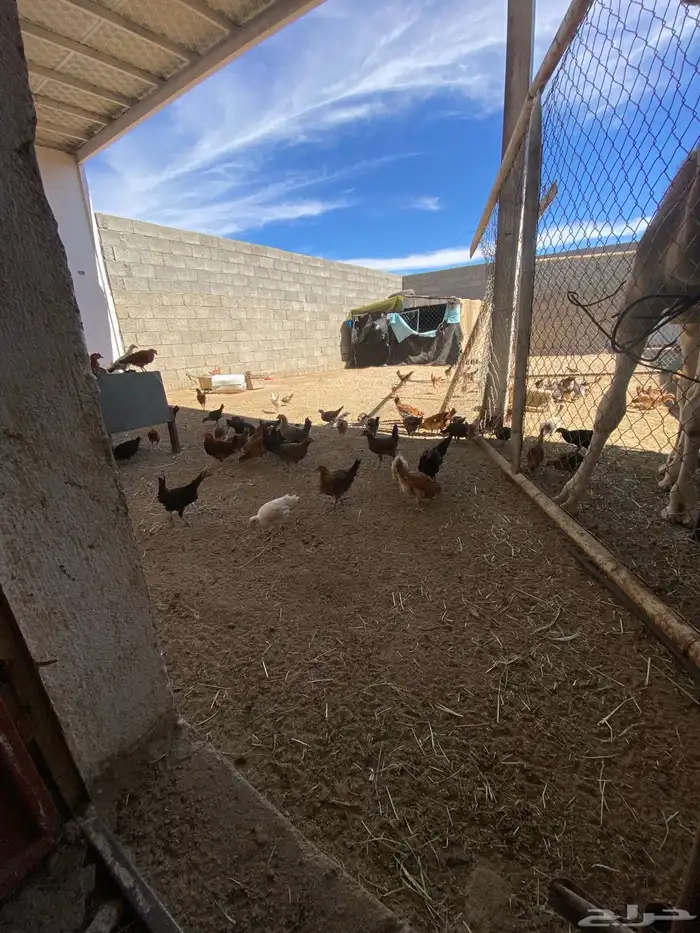 البيع دجاج بلدي شرط من المرض 3