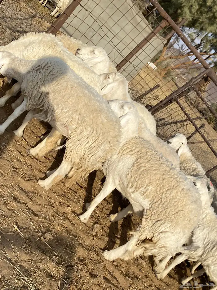 رخال حريات صنف الصنف دفيع 7