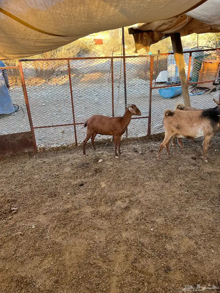 ماعز عدد 10 7