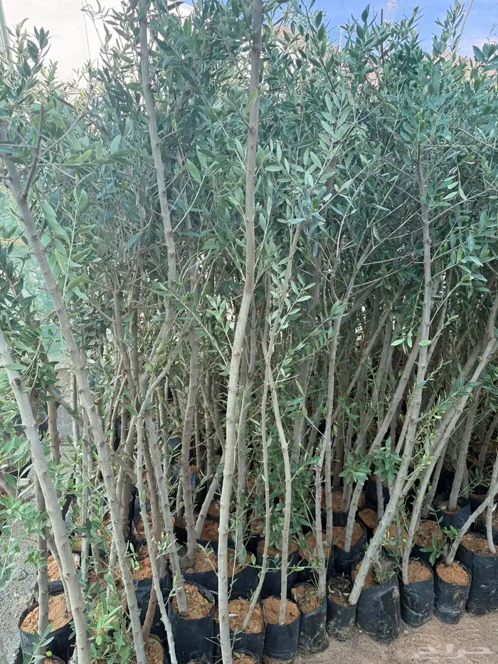 زيتون نيبالي محسن طول مترين سماكه 1