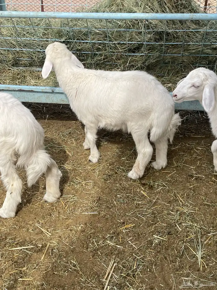 بهم حري بهم دواغير 4