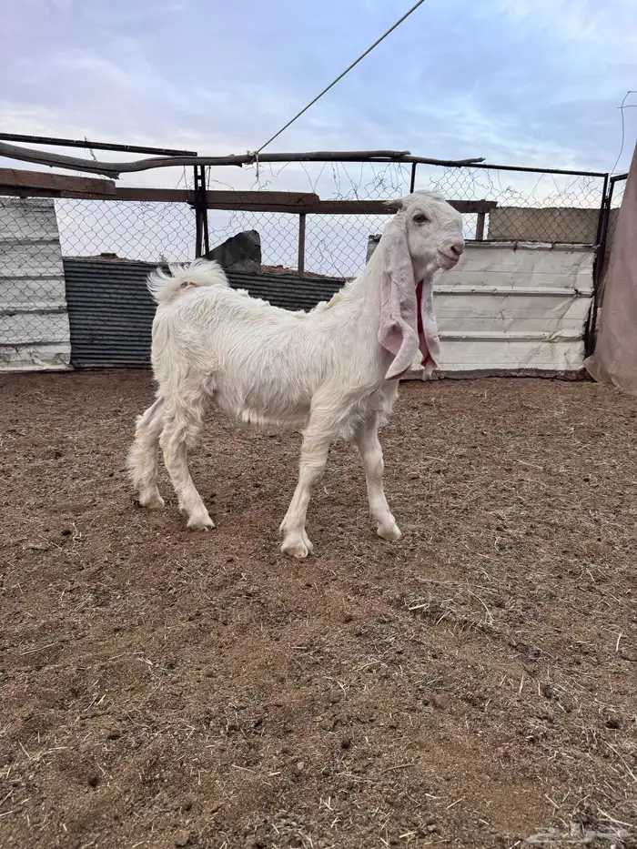 تيوس مشاريع فحول 0