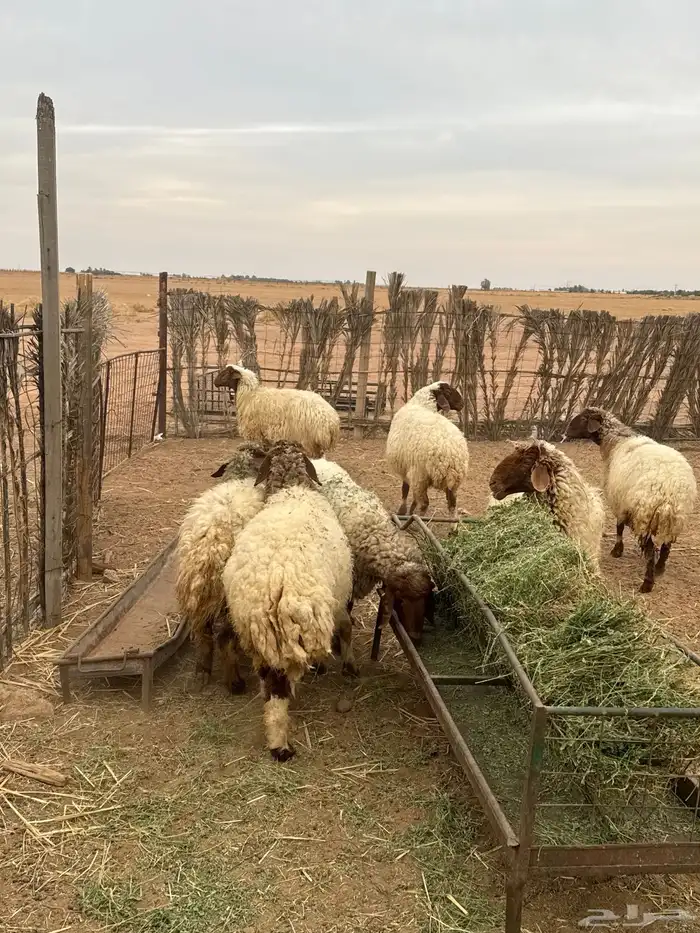 غنم دفيع وحده والد عدد 7 2