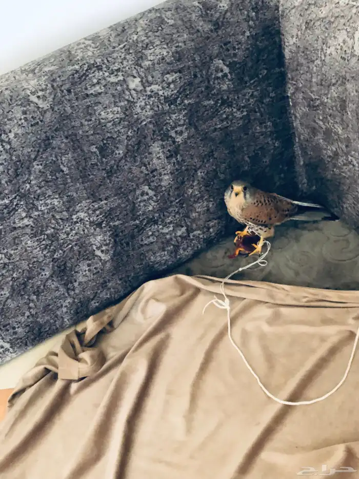 باشك نقل للبيع 0