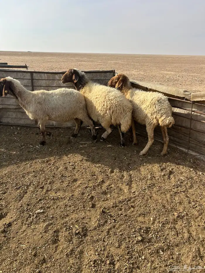 معزاء العدد 2 2