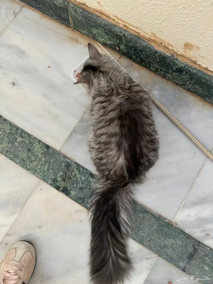 قط رمادي حي البشر مفقود 0