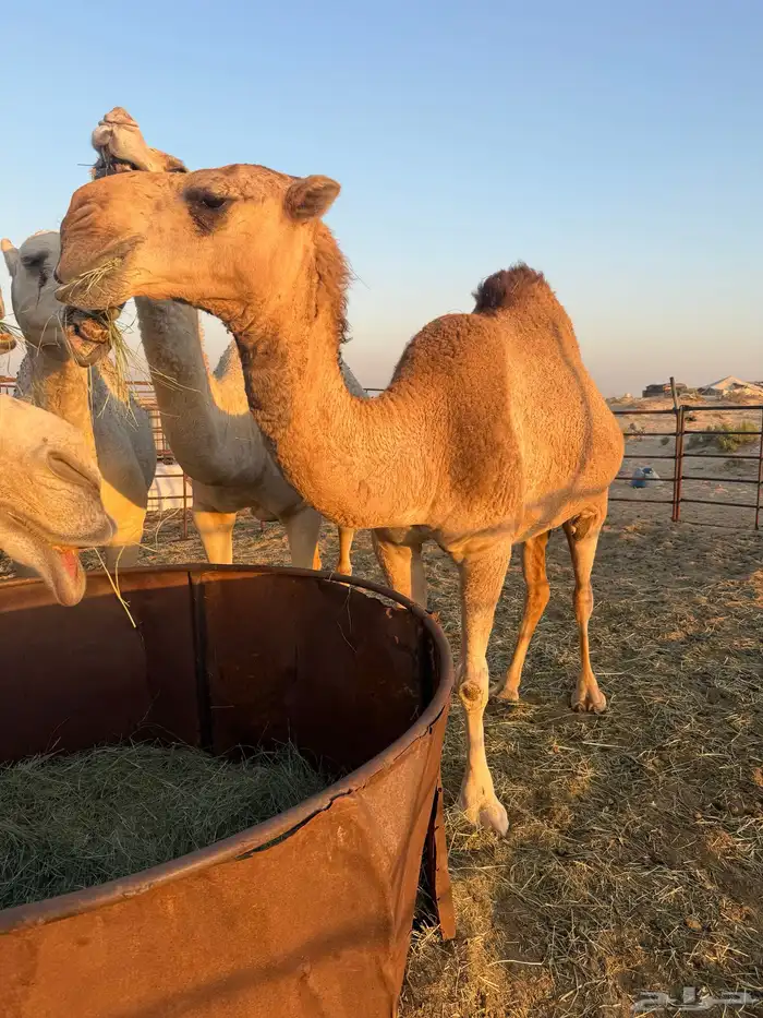 لقحه بكر حمراء 1