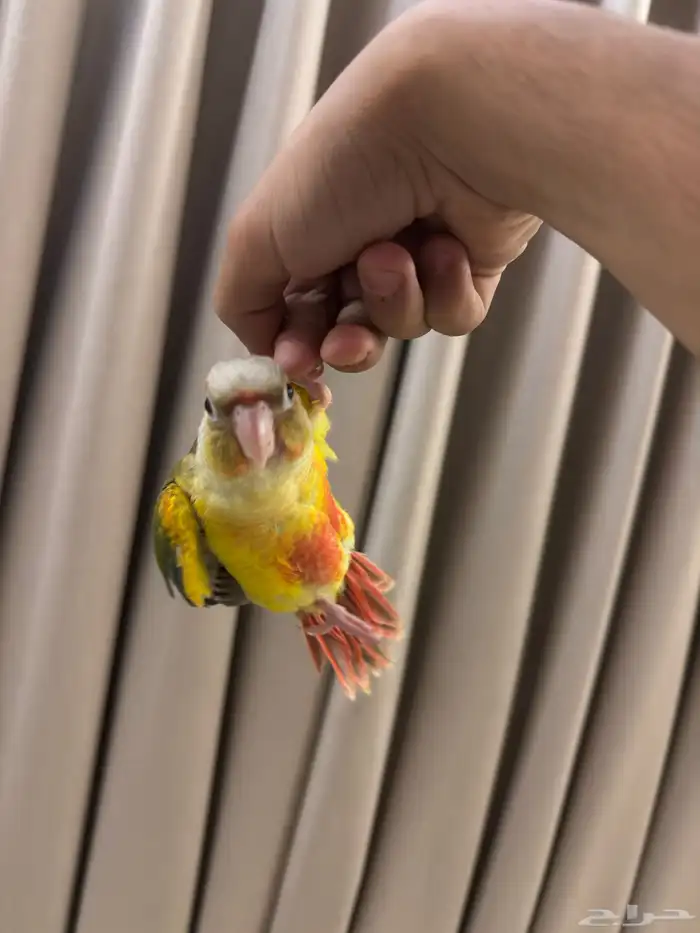 كنيور أناناس 1