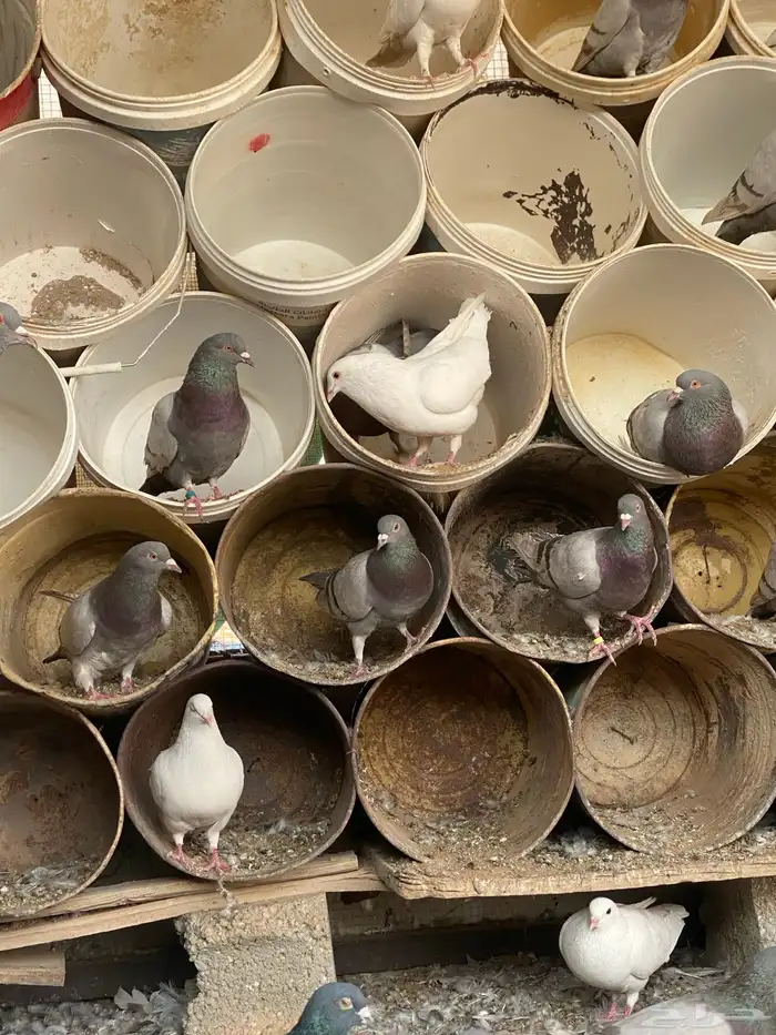 حمام متزاوج فرنسي سلفر 3