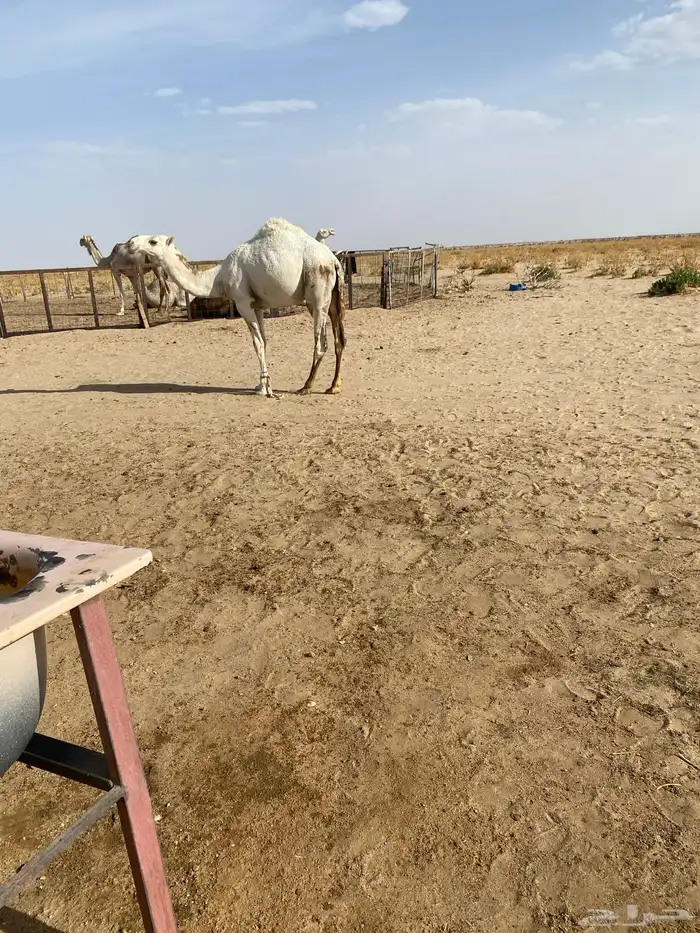 بعير اشقح منتج 3