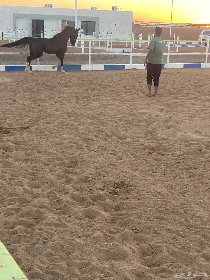 حصان واهو ورق للبيع 1