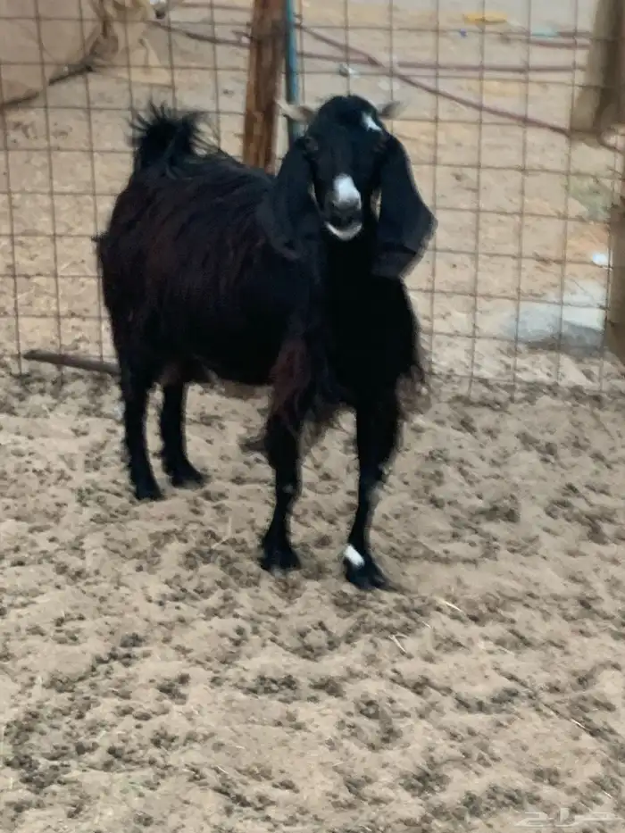 للبيع معزا مقربات على ولاده 1