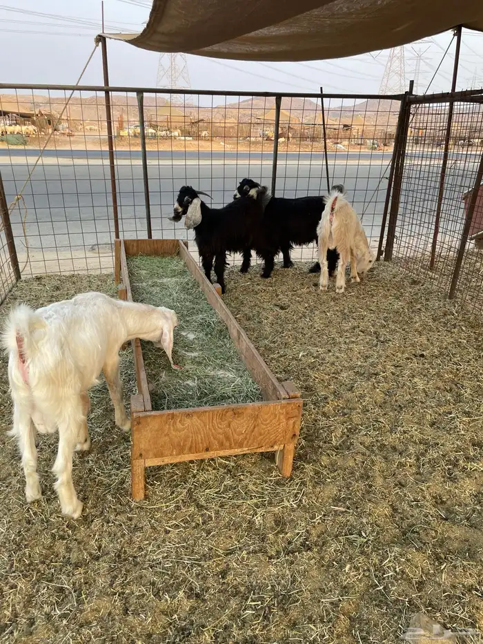 تيوس فل شحم 2