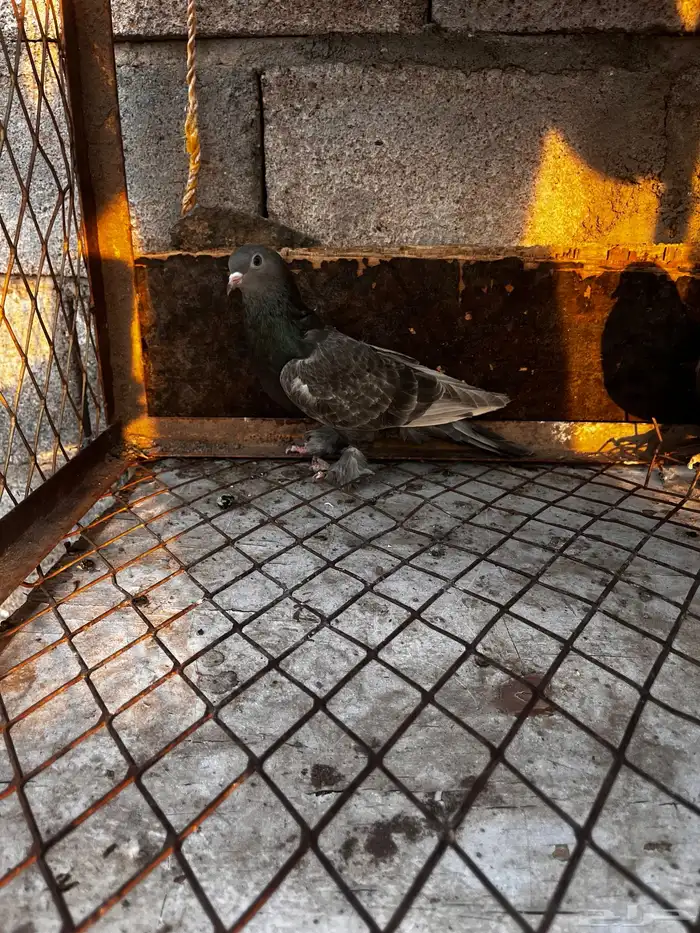 اتراك طحيني للبيع 7