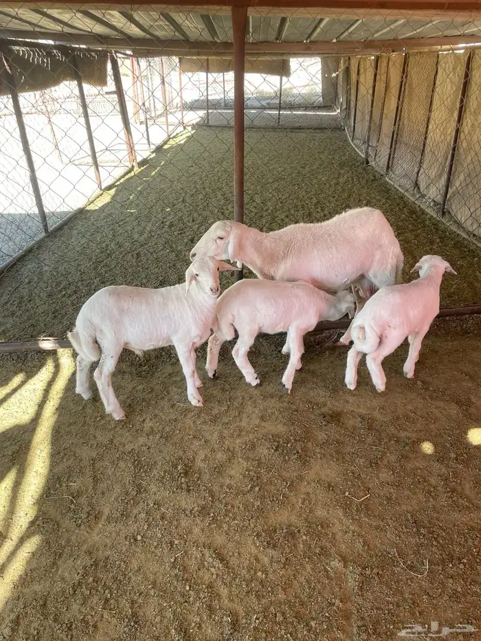 شاه عليها ثلاثة 11