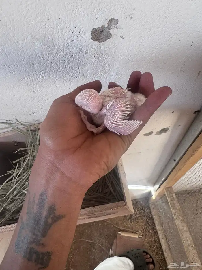 فروخ روز تواصل واتس 0