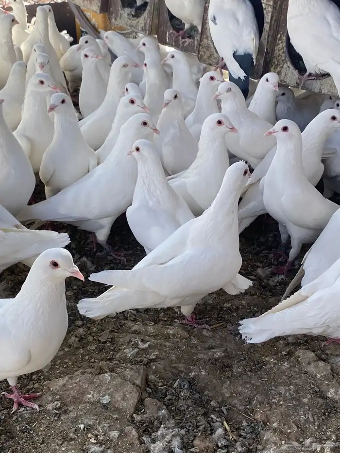 حمام فرنسي سوبر جانبو 24