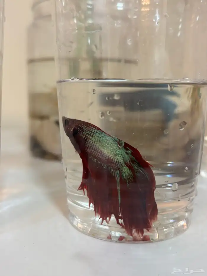 اسماك الفايتر 16