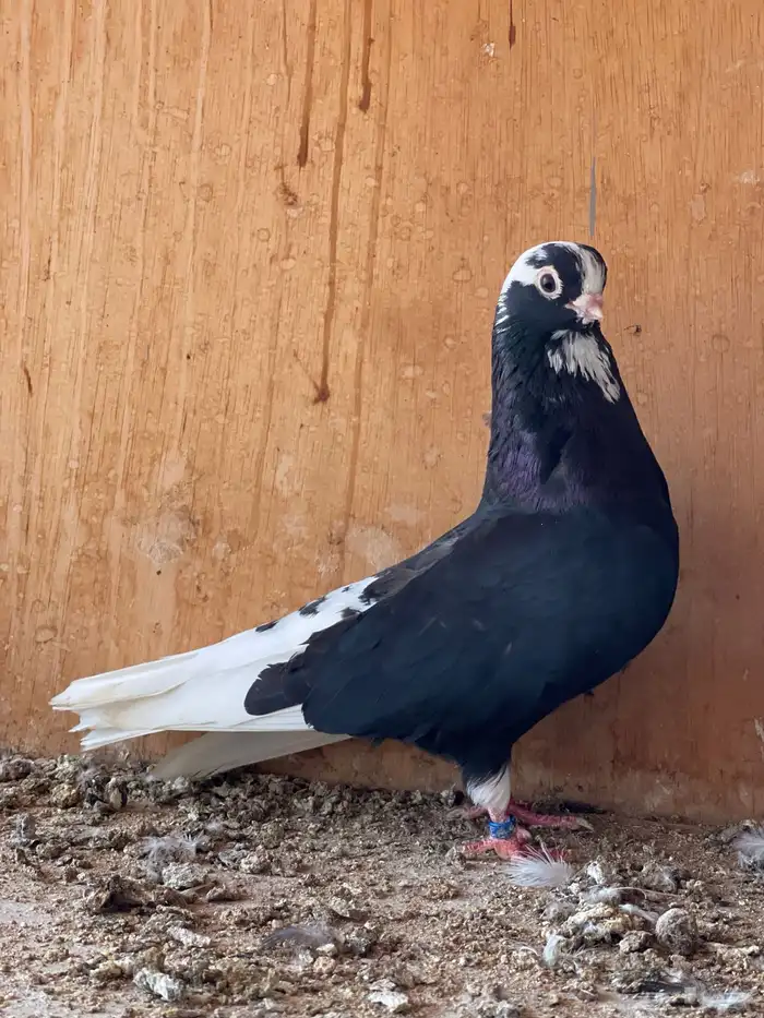 فحل قطيفي لأهل النوادر 1