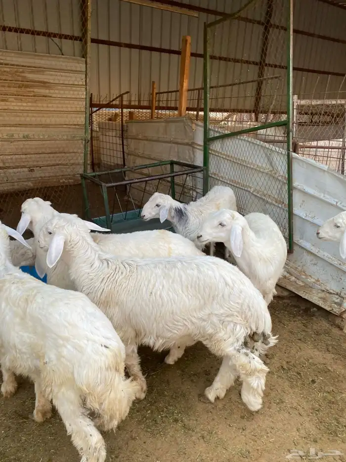 بهم حريات فاخره 9