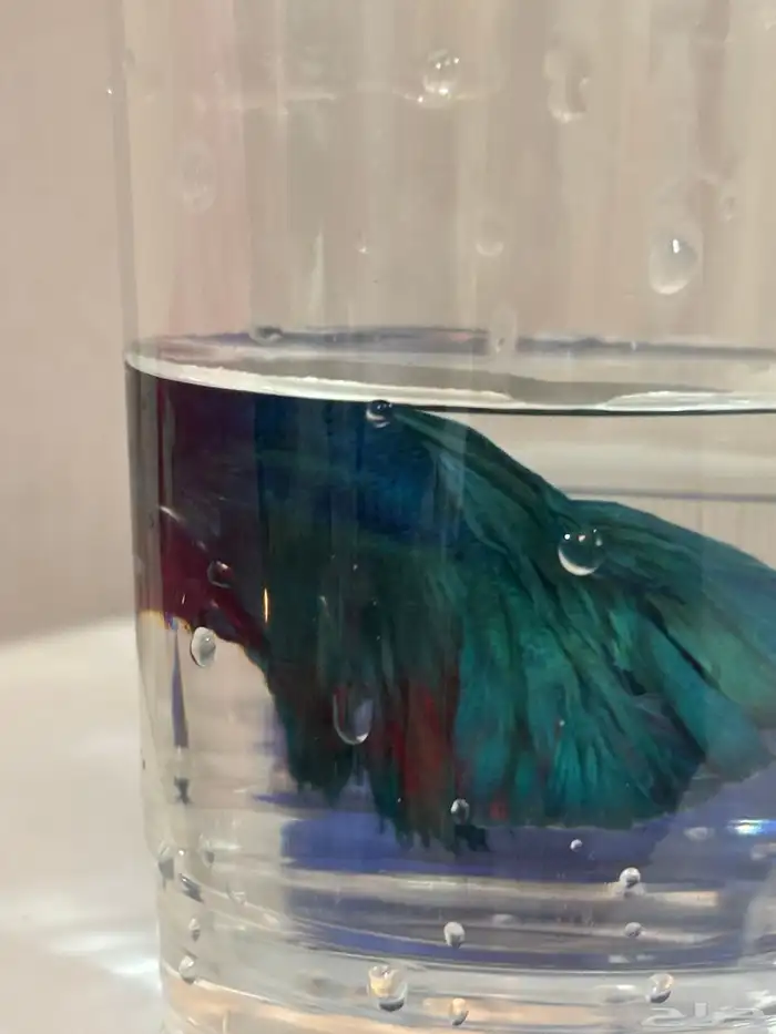 اسماك الفايتر 19