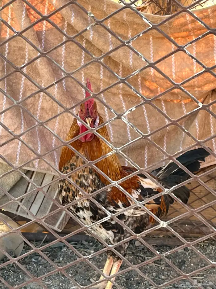 ديك بلدي نضيف يضرب مشاءالله تبارك الله اصيل 0