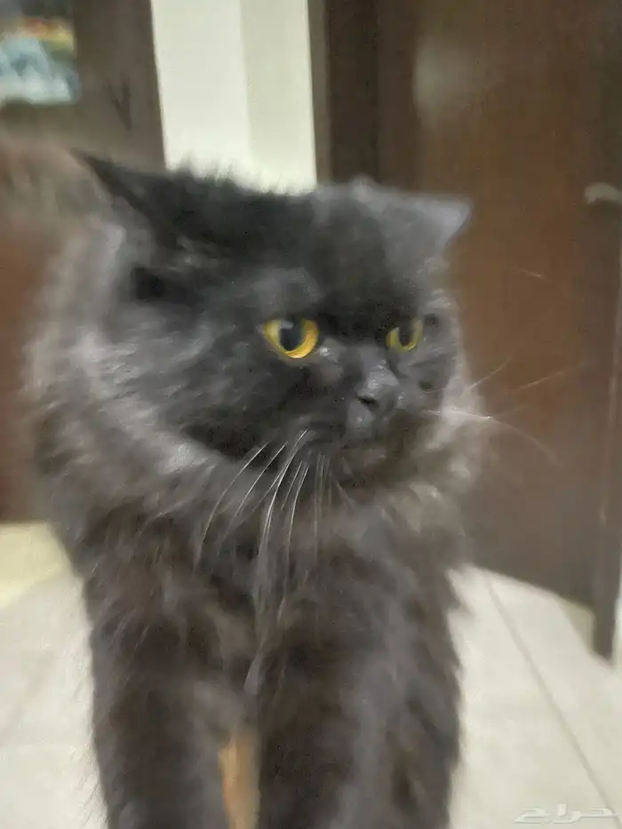 قطة سوداء من سلالة بومباي العمر سنة 1