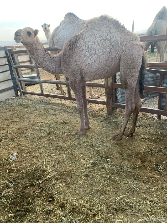 للبيع قعود 0