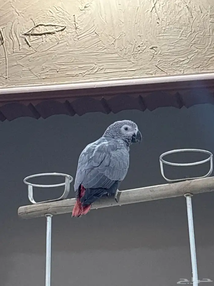 ببغاء كاسكو 0