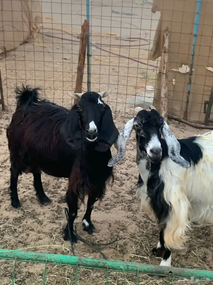 للبيع معزا مقربات على ولاده 9