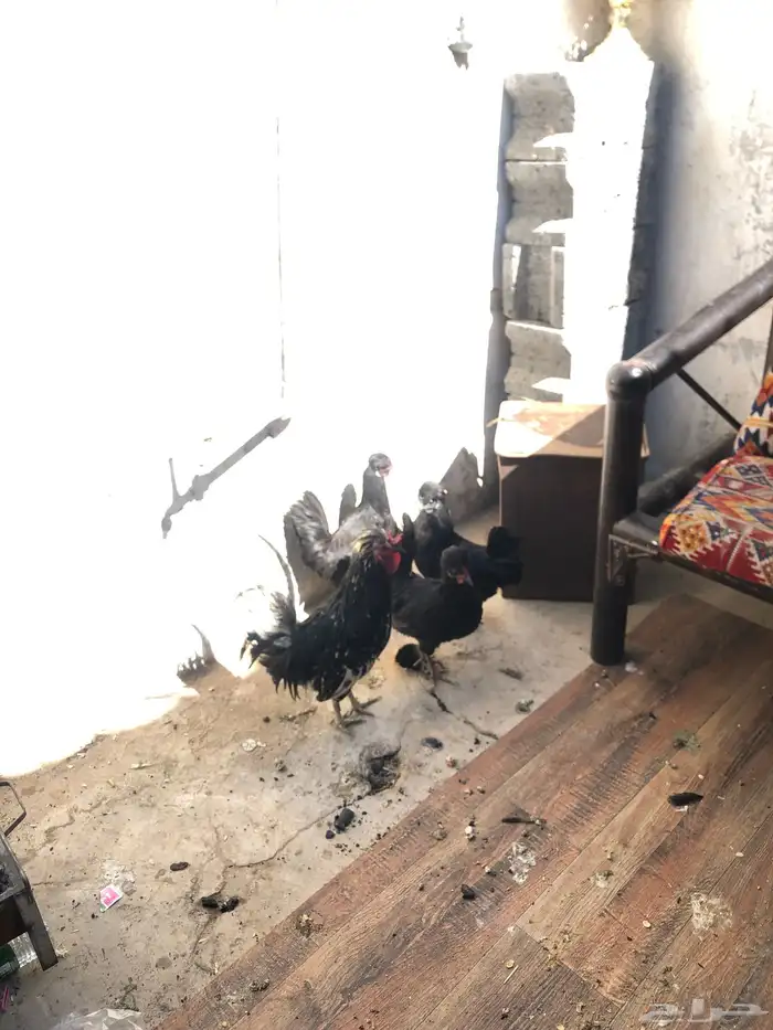 دجاج بلش الون اسود 2