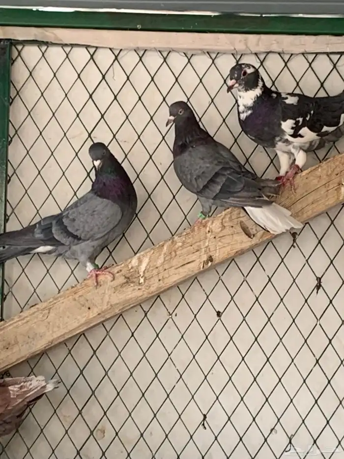 طيور للبيع 9