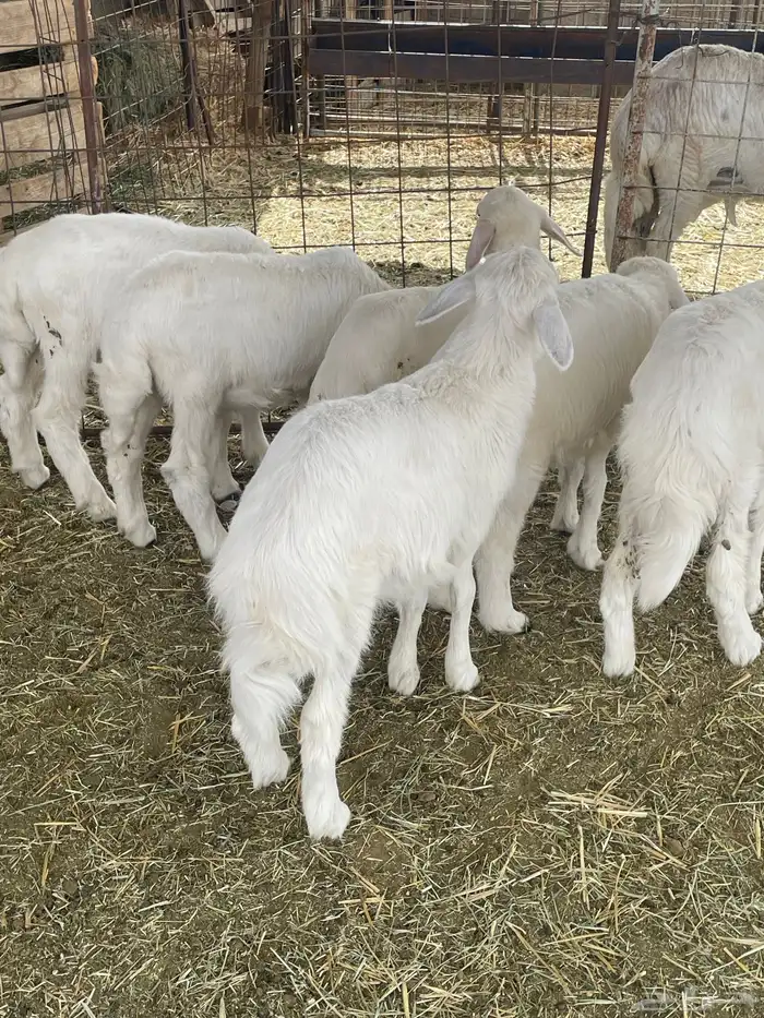 بهم حري بهم دواغير 16