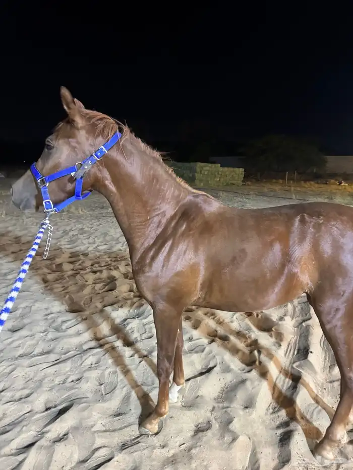 فرس رفيعة و جبرة فرس شعبية تنافس الواهو 2